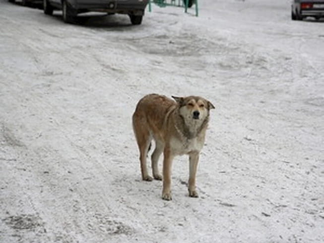 бездомно куче от Русия
