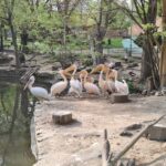 Зоологическа градина град Варна